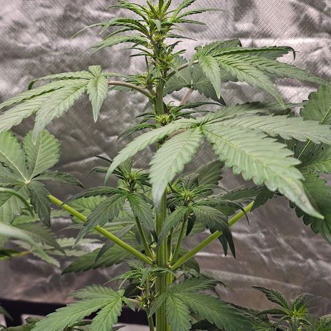 Purplematic CBD Automatic growlog timeline photo