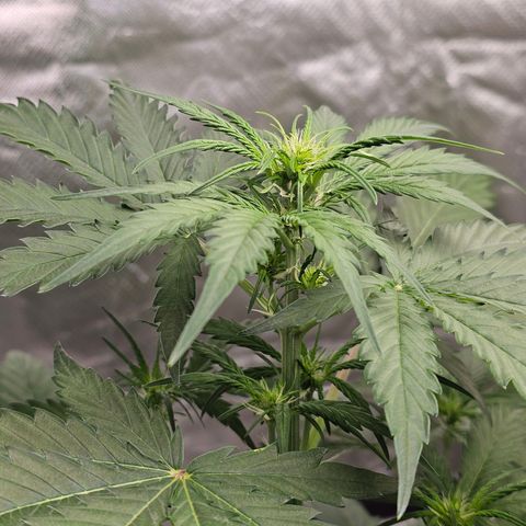 Triple G Automatic growlog timeline photo