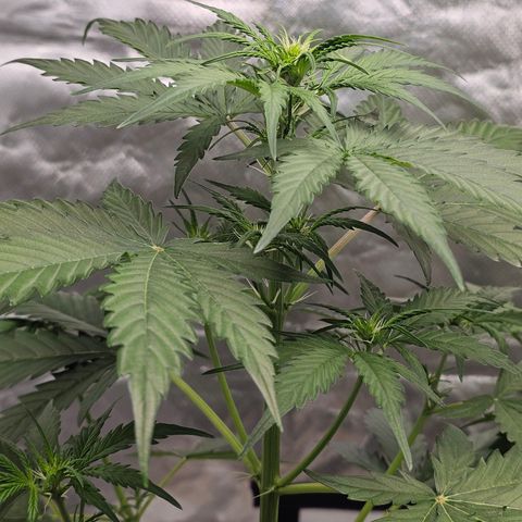 Triple G Automatic growlog timeline photo