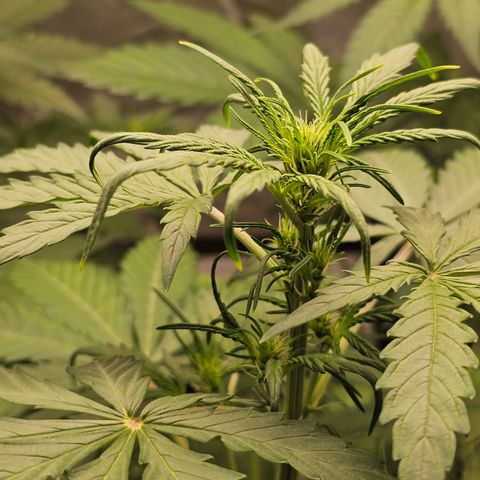 Royal Critical Automatic growlog timeline photo