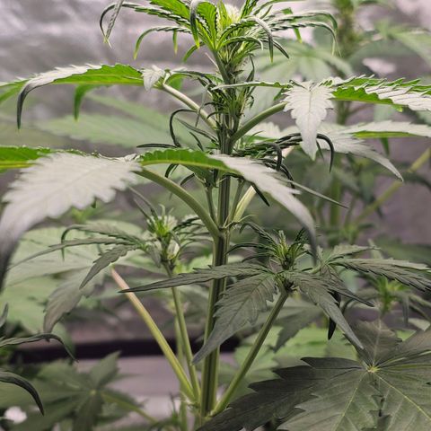 Royal Critical Automatic growlog timeline photo
