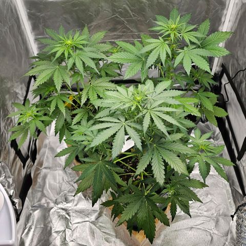 Purplematic CBD Automatic growlog photo: hinten rechts