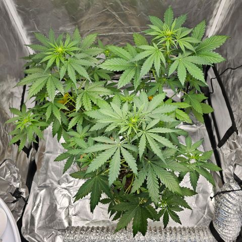 Triple G Automatic growlog photo: hinten links