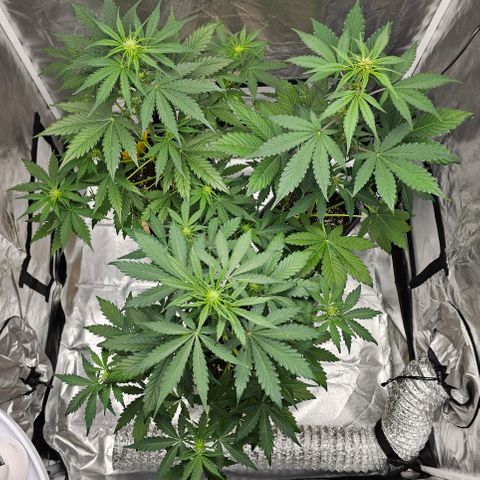 Purplematic CBD Automatic growlog photo: hinten rechts