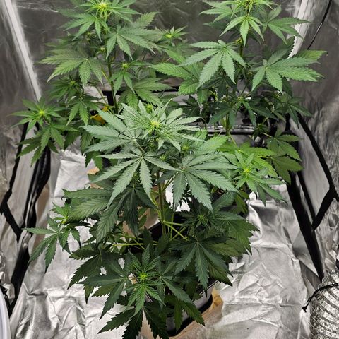 Purplematic CBD Automatic growlog photo: hinten rechts
