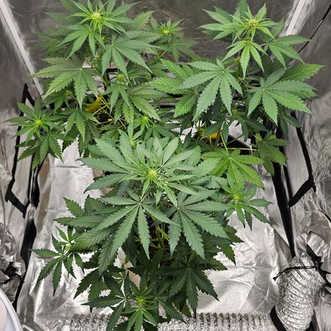 Triple G Automatic growlog photo: hinten links