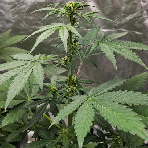 Purplematic CBD Automatic growlog timeline photo