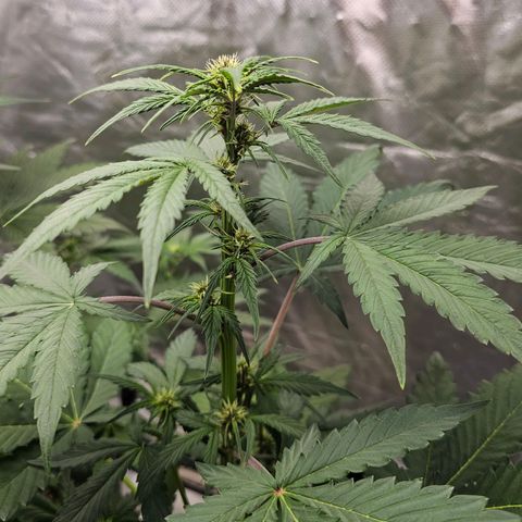 Purplematic CBD Automatic growlog timeline photo