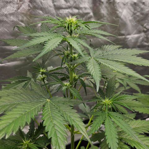 Triple G Automatic growlog timeline photo