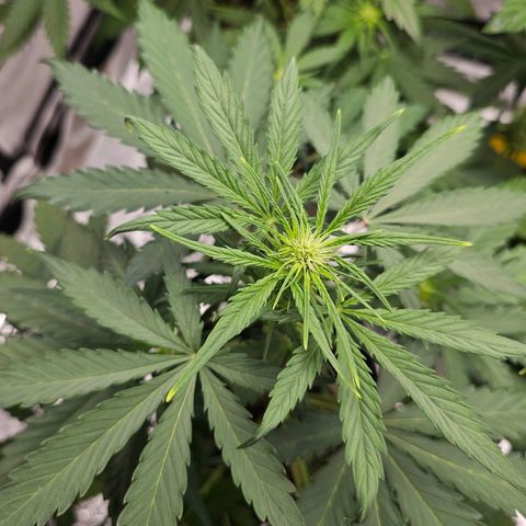 Royal Critical Automatic growlog timeline photo