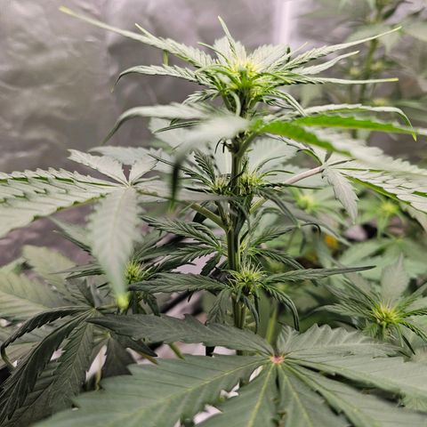 Royal Critical Automatic growlog timeline photo