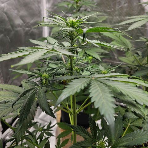 Royal Critical Automatic growlog timeline photo