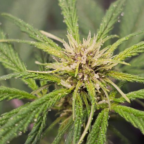 Purplematic CBD Automatic growlog timeline photo
