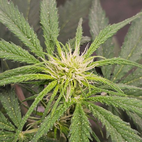 Triple G Automatic growlog timeline photo