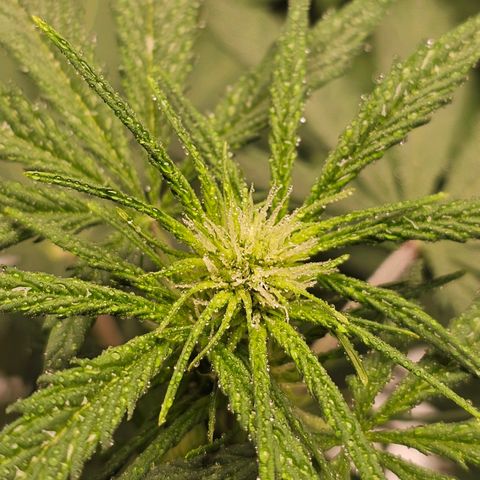 Royal Critical Automatic growlog timeline photo