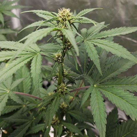 Purplematic CBD Automatic growlog timeline photo