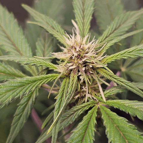 Purplematic CBD Automatic growlog timeline photo