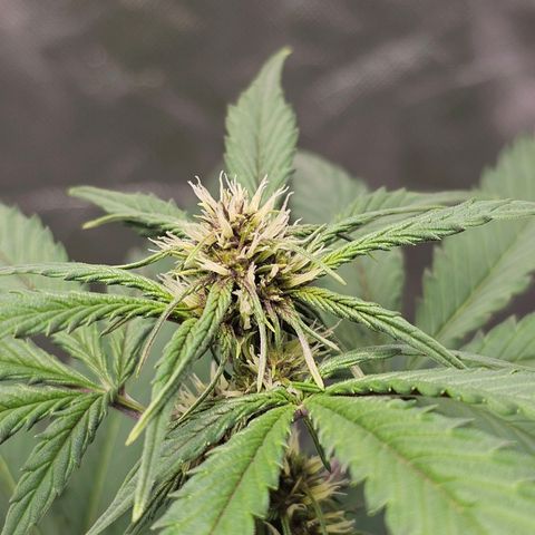 Purplematic CBD Automatic growlog timeline photo