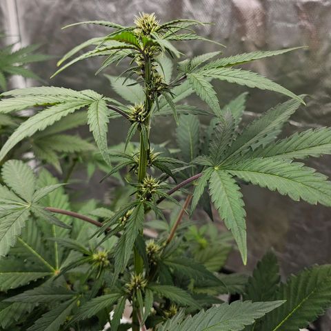 Purplematic CBD Automatic growlog timeline photo
