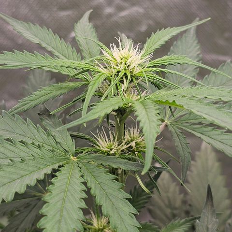 Triple G Automatic growlog timeline photo