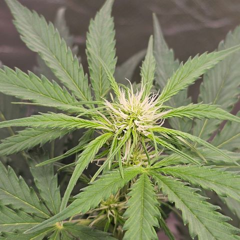Triple G Automatic growlog timeline photo