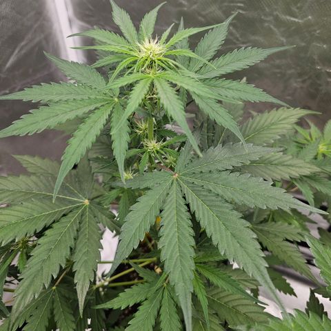 Triple G Automatic growlog timeline photo