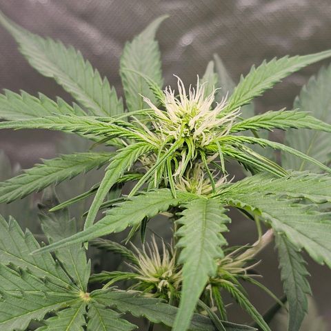Triple G Automatic growlog timeline photo