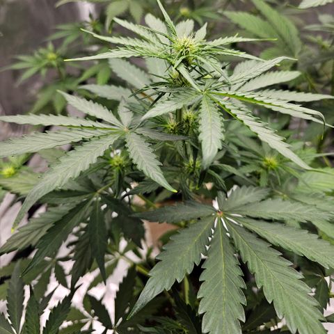 Royal Critical Automatic growlog timeline photo