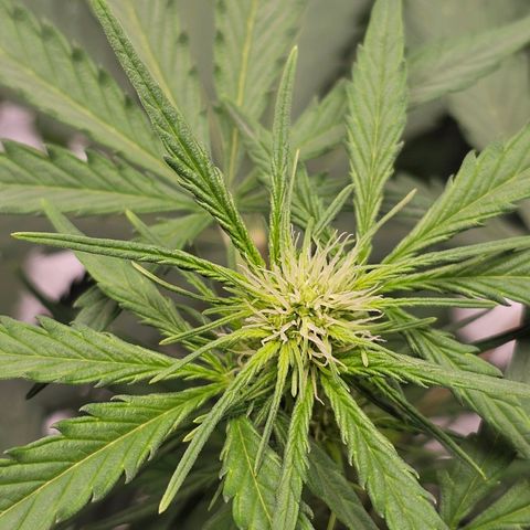 Royal Critical Automatic growlog timeline photo