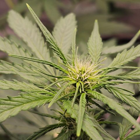 Royal Critical Automatic growlog timeline photo