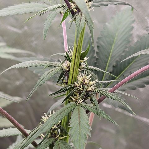 Purplematic CBD Automatic growlog timeline photo