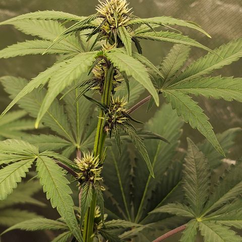 Purplematic CBD Automatic growlog timeline photo