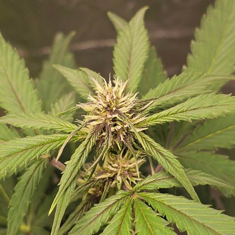 Purplematic CBD Automatic growlog timeline photo
