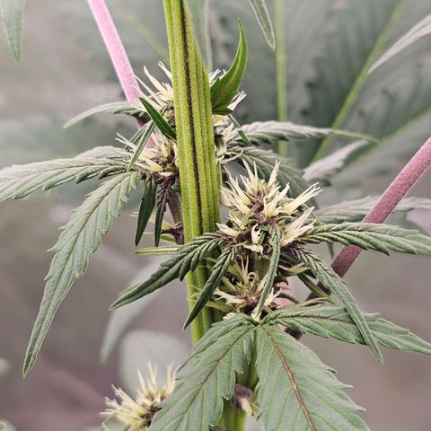 Purplematic CBD Automatic growlog timeline photo