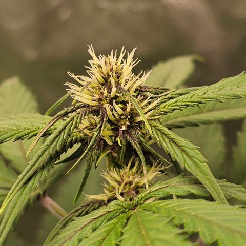 Purplematic CBD Automatic growlog timeline photo