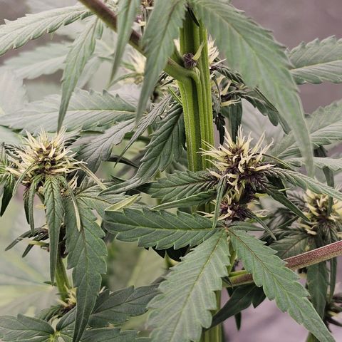 Purplematic CBD Automatic growlog timeline photo