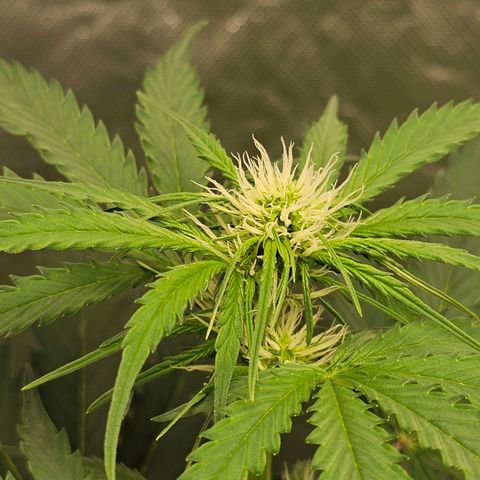 Triple G Automatic growlog timeline photo