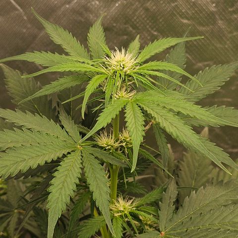 Triple G Automatic growlog timeline photo