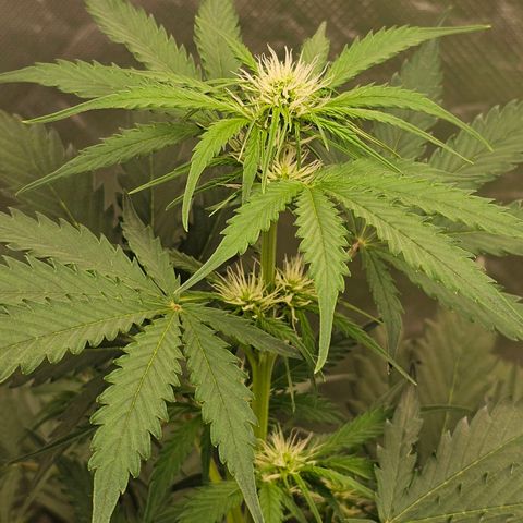 Triple G Automatic growlog timeline photo