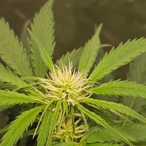 Triple G Automatic growlog timeline photo