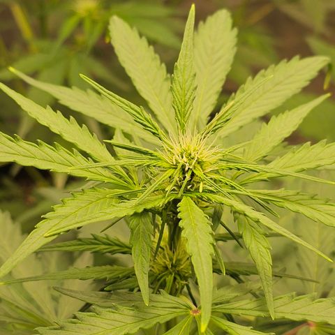 Royal Critical Automatic growlog timeline photo