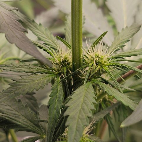 Royal Critical Automatic growlog timeline photo