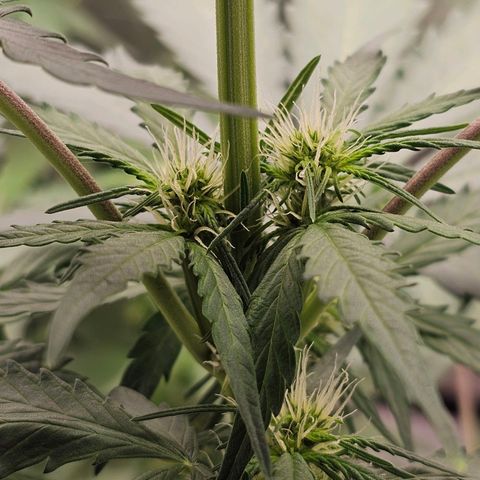Royal Critical Automatic growlog timeline photo