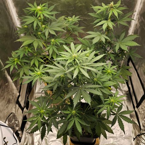 Purplematic CBD Automatic growlog photo: hinten rechts
