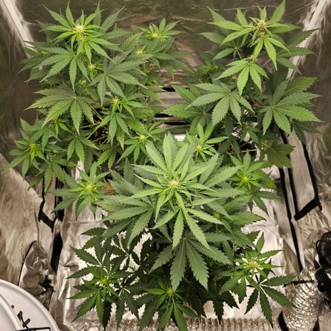Triple G Automatic growlog photo: hinten links