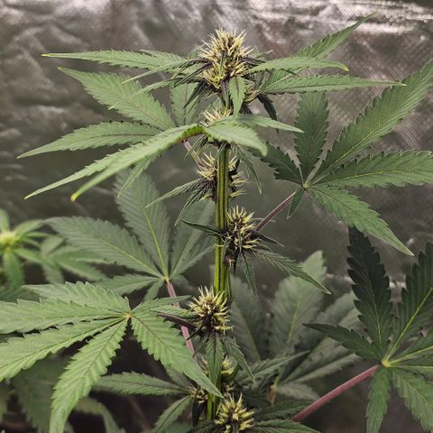 Purplematic CBD Automatic growlog timeline photo