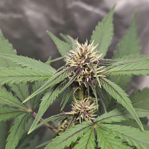 Purplematic CBD Automatic growlog timeline photo