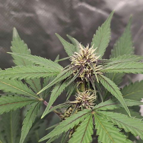 Purplematic CBD Automatic growlog timeline photo