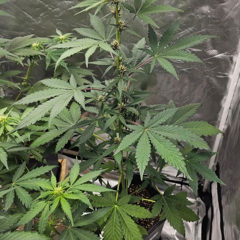 Purplematic CBD Automatic growlog timeline photo