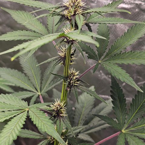 Purplematic CBD Automatic growlog timeline photo
